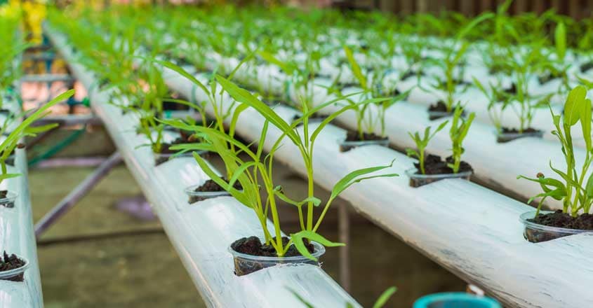 hydroponics hydroponics