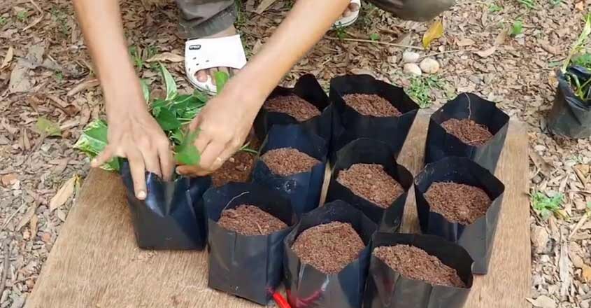 garden-making-pith garden-making-pith