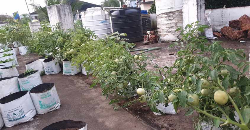 tomato-terrace tomato-terrace