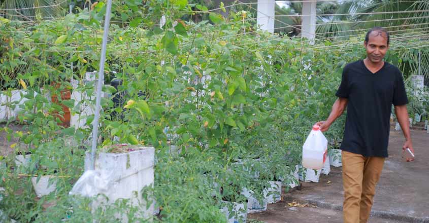 veg-terrace-garden veg-terrace-garden