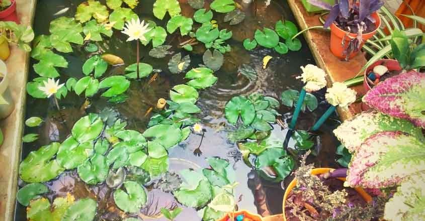 saroja-pond saroja-pond