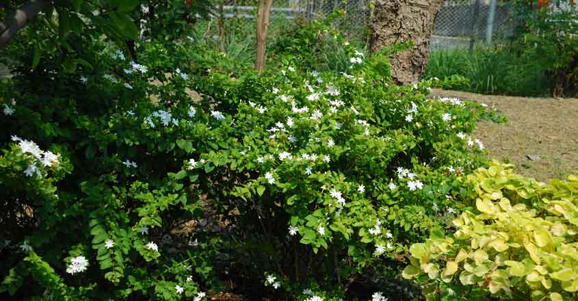 jasmine-plant jasmine-plant