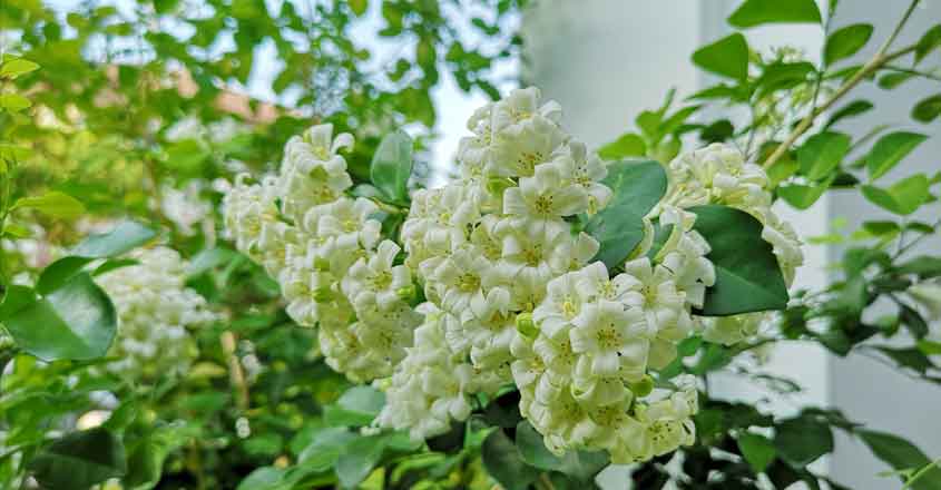 jasmine jasmine