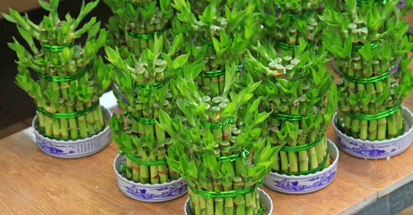 lucky-bamboo-home lucky-bamboo-home