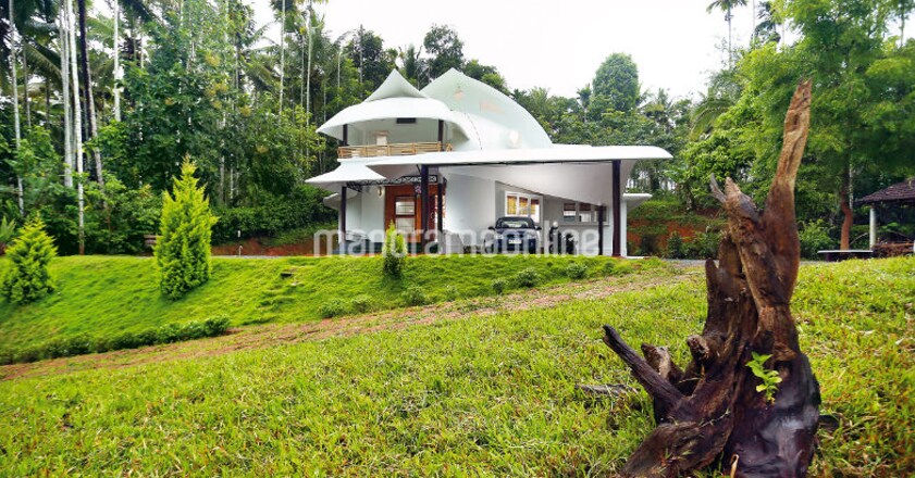 areca-palm-home4 areca-palm-home4