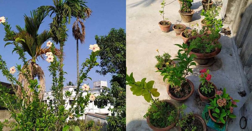 garden-depression garden-depression