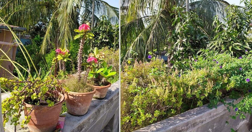 terrace-garden terrace-garden