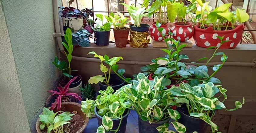 garden-house-plant garden-house-plant