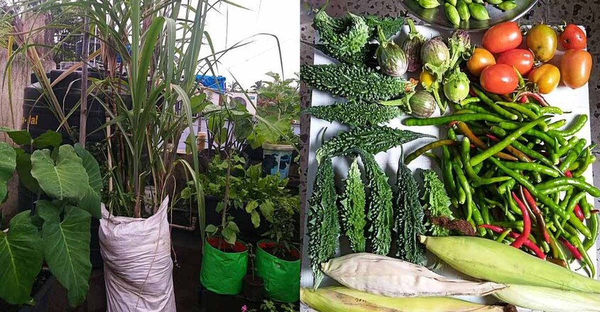 terrace-garden-vegetable terrace-garden-vegetable
