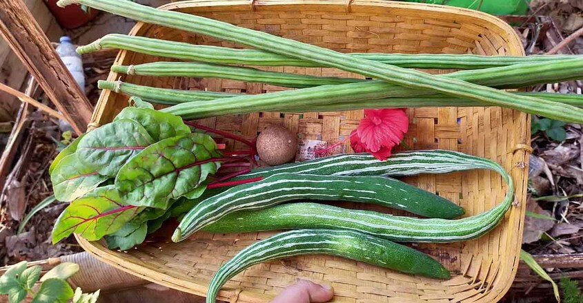 dipthi-terrace-vegetables dipthi-terrace-vegetables