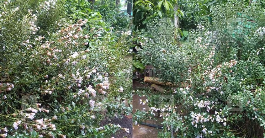 neelakurinji-garden neelakurinji-garden