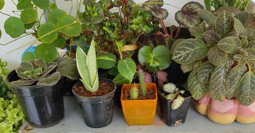 garden-house-plants garden-house-plants