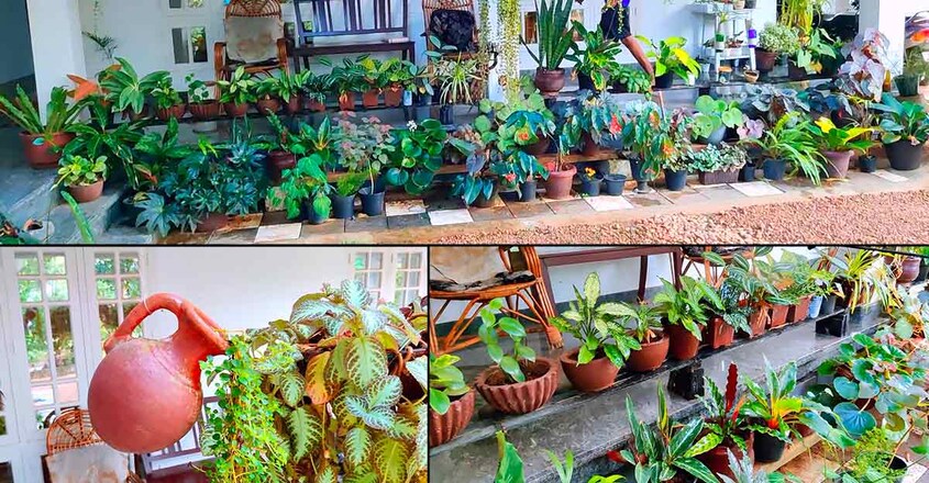 garden garden