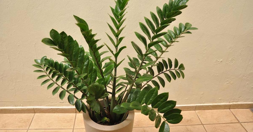 zz-plant zz-plant