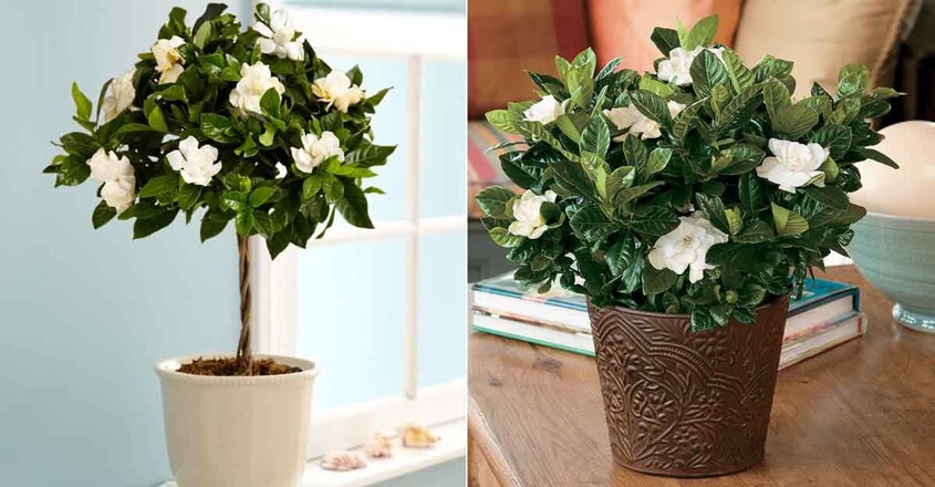 Gardenia-Dwarf Gardenia-Dwarf