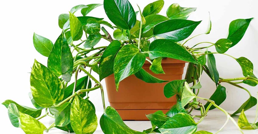 golden-pothos-plant golden-pothos-plant