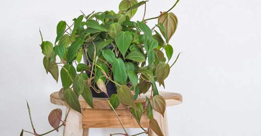 heartleaf-philodendron heartleaf-philodendron