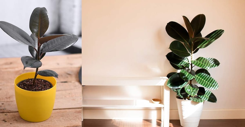 rubber-plant-indoor rubber-plant-indoor