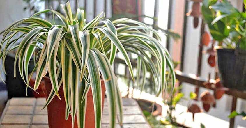 spider-plant- spider-plant-