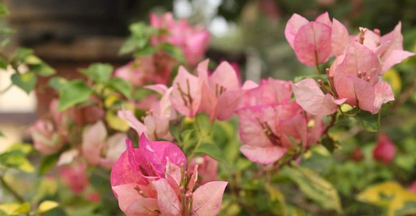 bougainvillea-rose bougainvillea-rose
