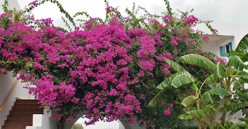 bougainvillea bougainvillea