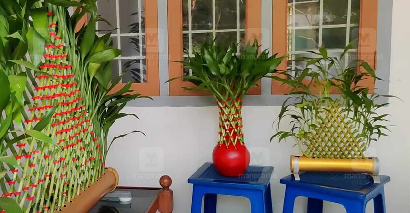 lucky-bamboo-lal lucky-bamboo-lal