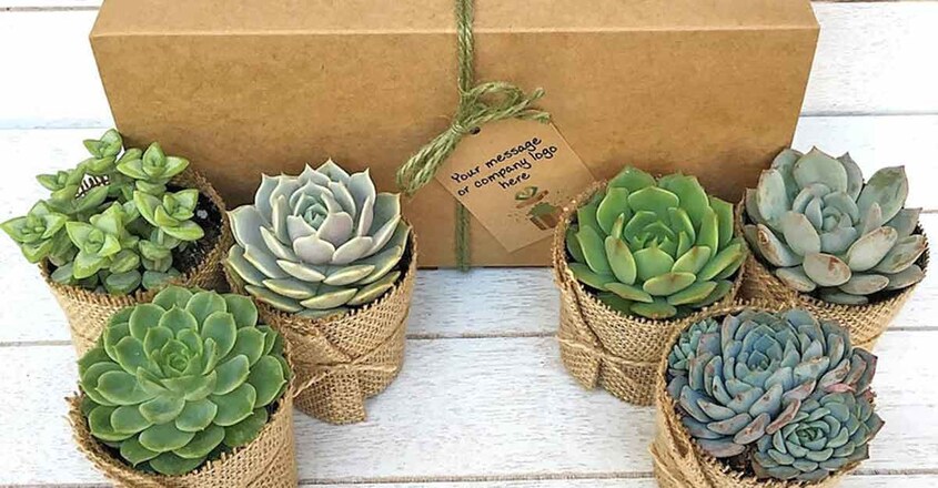 online-plant-buy online-plant-buy