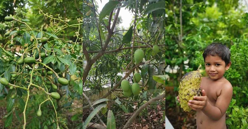 latheish-fruit-house-trees latheish-fruit-house-trees