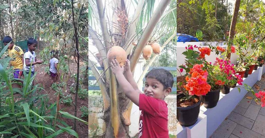 latheish-vegetable-garden latheish-vegetable-garden