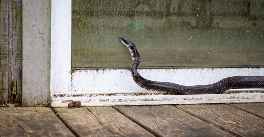 snake-at-home snake-at-home