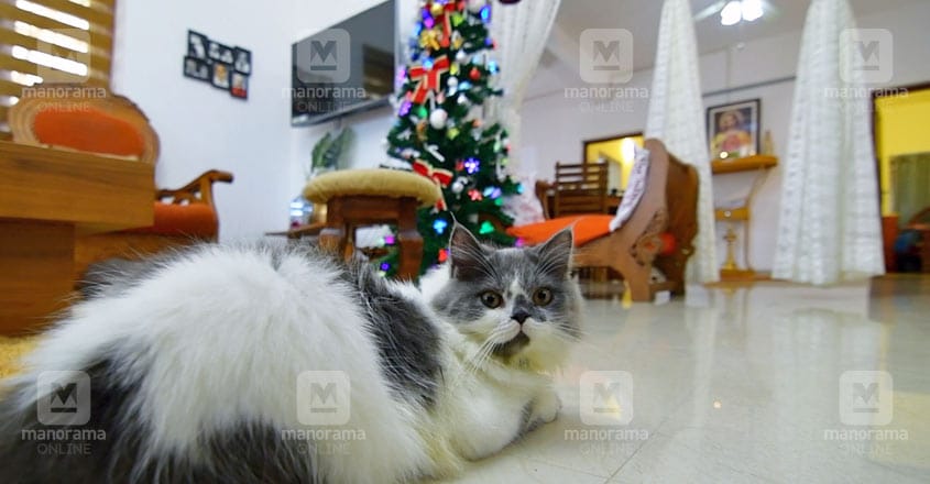 tini-tom-new-house-cat tini-tom-new-house-cat