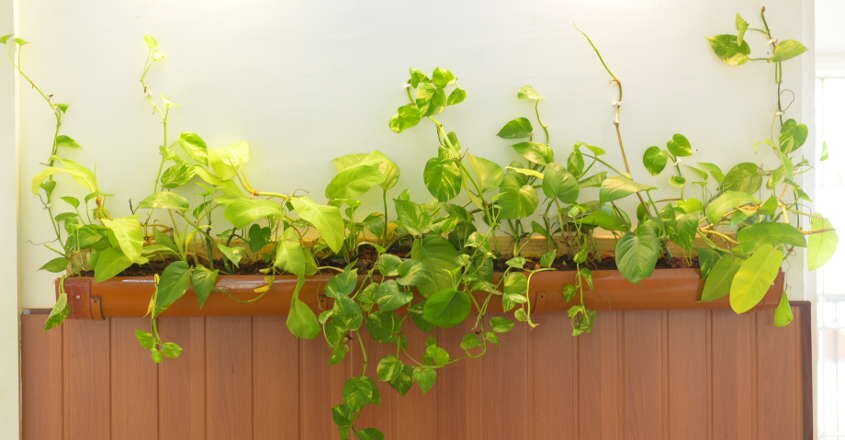 money-plant-decor money-plant-decor