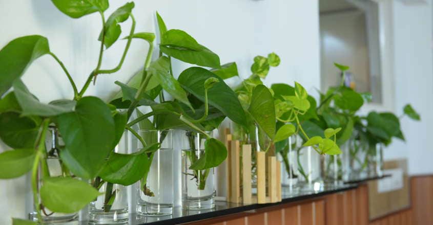 money-plant money-plant