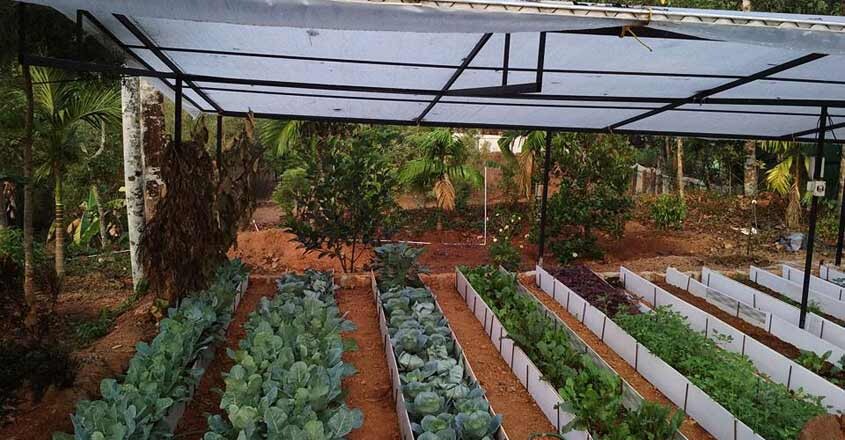 false green-homestay-farm
