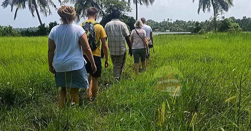 false green-homestay-paddy