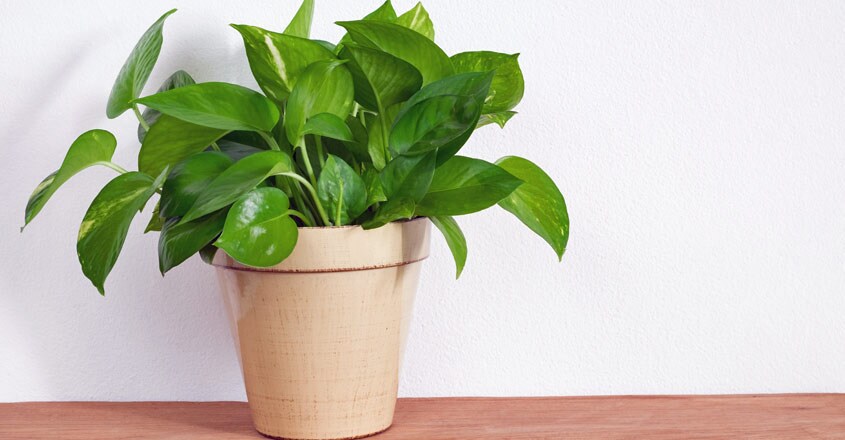 money-plant money-plant