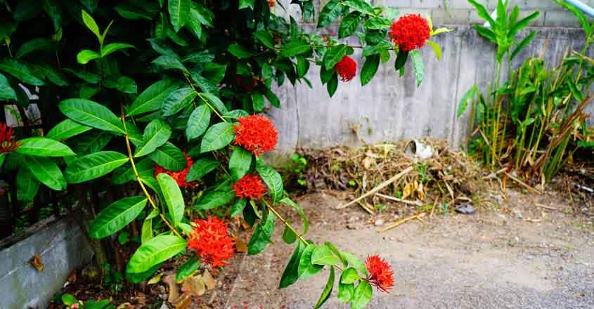 plants-in-vasthu plants-in-vasthu