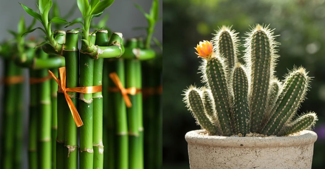 lucky-cactus lucky-cactus