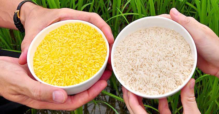 golden-rice-1 golden-rice-1