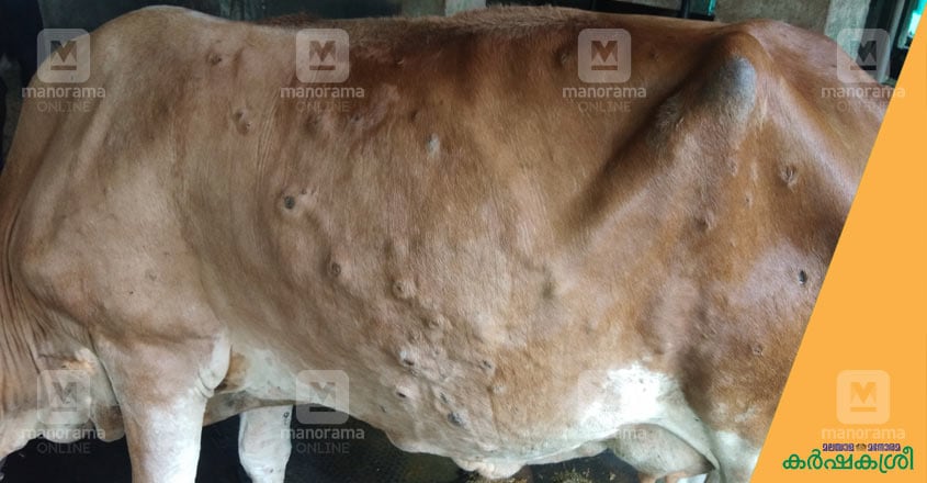 lumpy-skin-disease-2 lumpy-skin-disease-2
