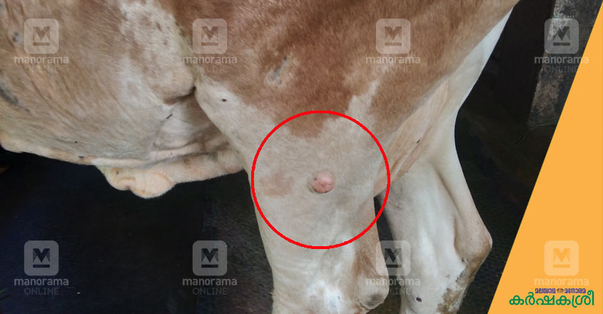 lumpy-skin-disease-3 lumpy-skin-disease-3