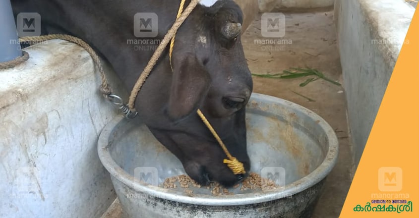 cow-feed cow-feed