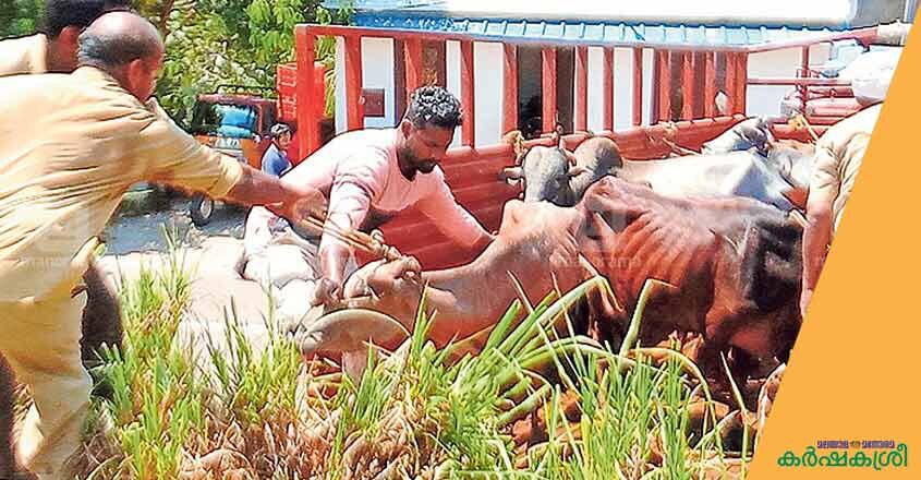 cow-tvm-2 cow-tvm-2