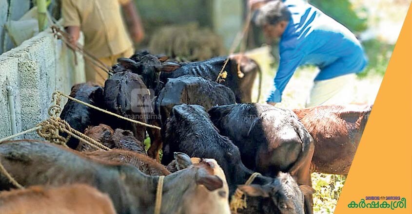 cow-tvm cow-tvm