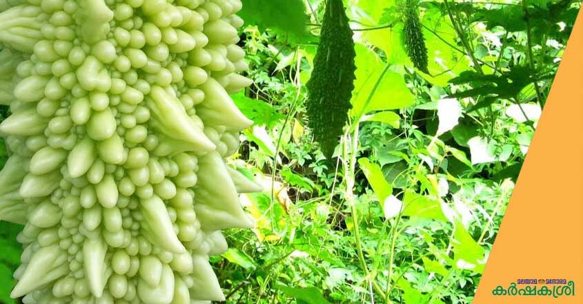 vegetable vegetable