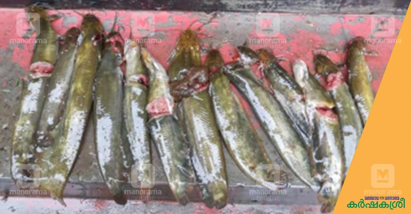fishing-1 fishing-1