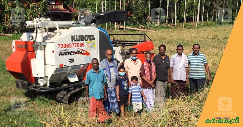 paddy-harvest paddy-harvest