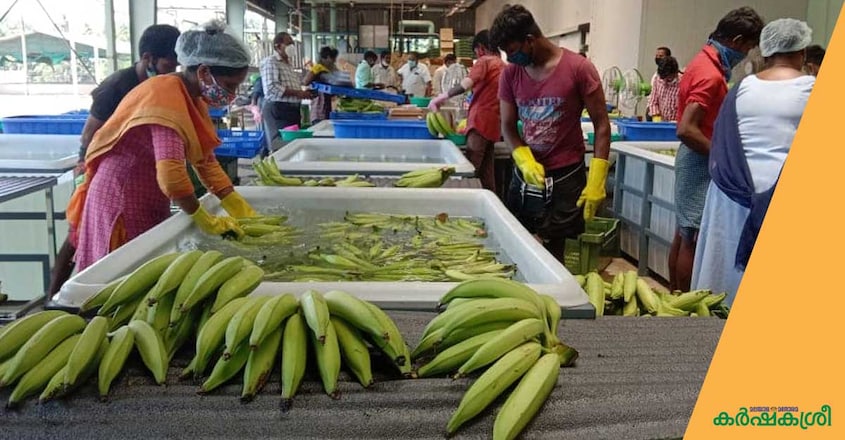 banana-nadukkara banana-nadukkara