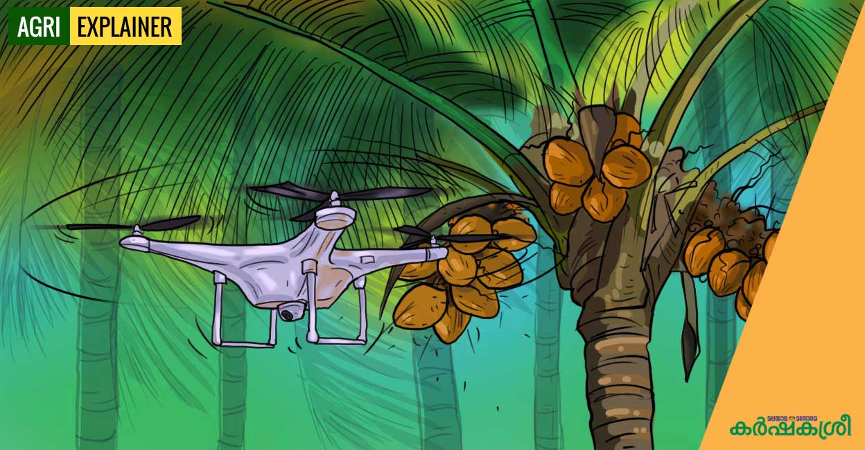 മണിക്കൂറില്‍ ഇരുപതിലധികം തെങ്ങുകള്‍; തേങ്ങയിടാന്‍ തൊഴിലാളി പറന്നുവരും