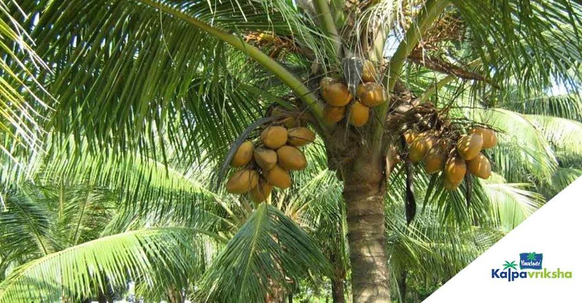 Coconut-Day-webinar2 Coconut-Day-webinar2